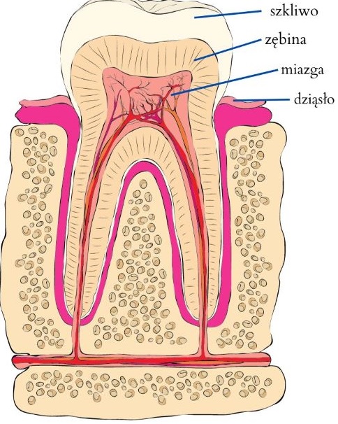 Nadwrażliwość zębów