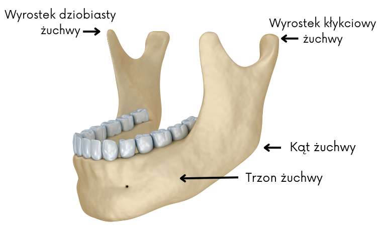 budowa żuchwy