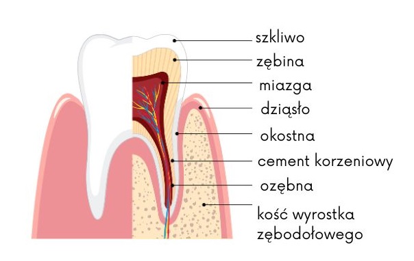 Choroby przyzębia