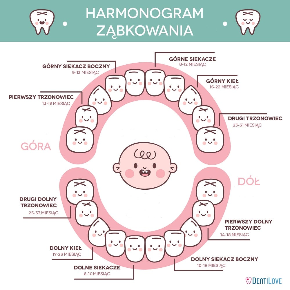 harmonogram ząbkowania u dziecka