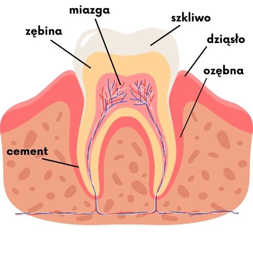 Ozębna - infografika