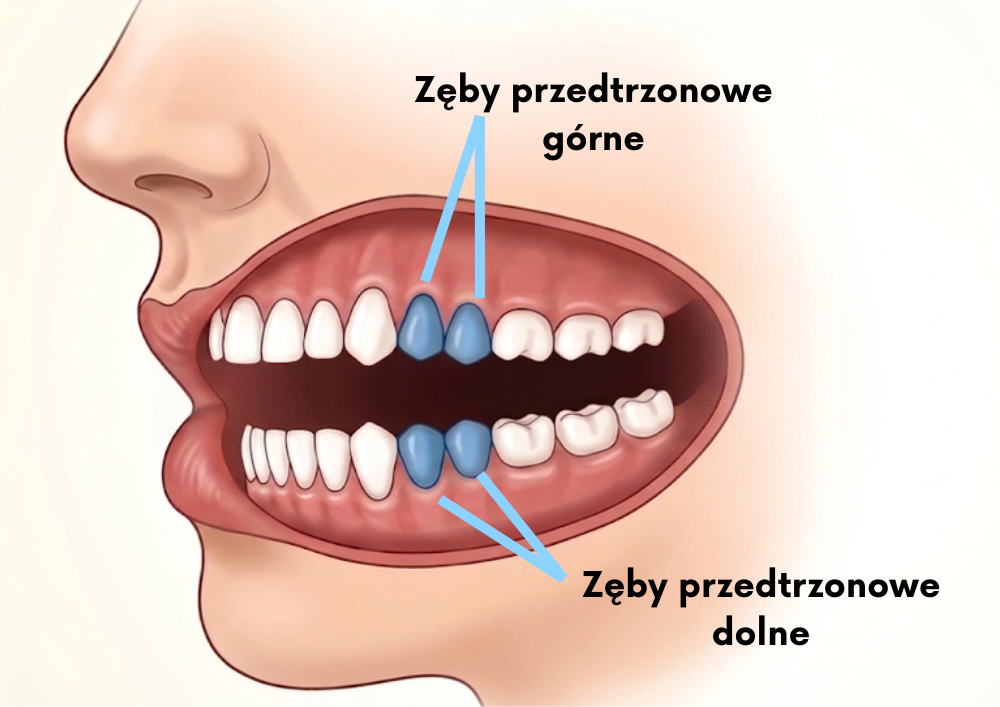 Zęby przedtrzonowe - infografika